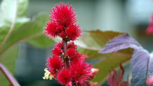 Pohon Jarak Merah, Ini Fakta dan Manfaatnya