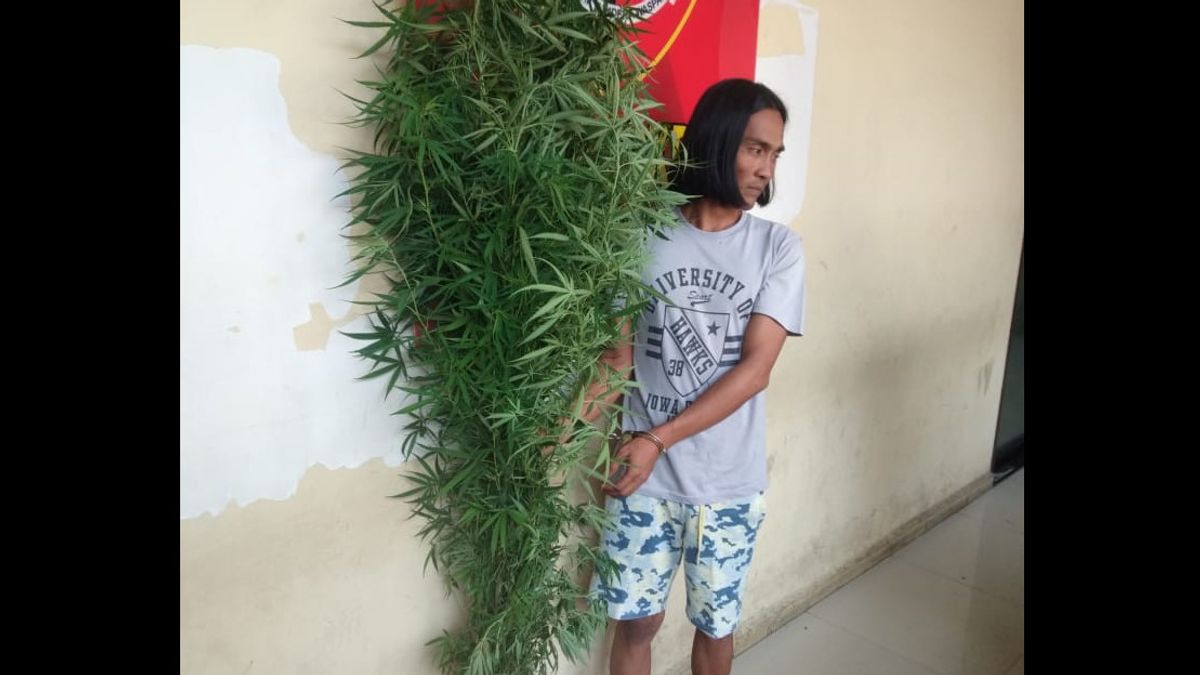 زراعة أشجار الماريجوانا تصل إلى هذا المستوى العالي، رجل في ديلي سيردانغ اعتقل من قبل الشرطة