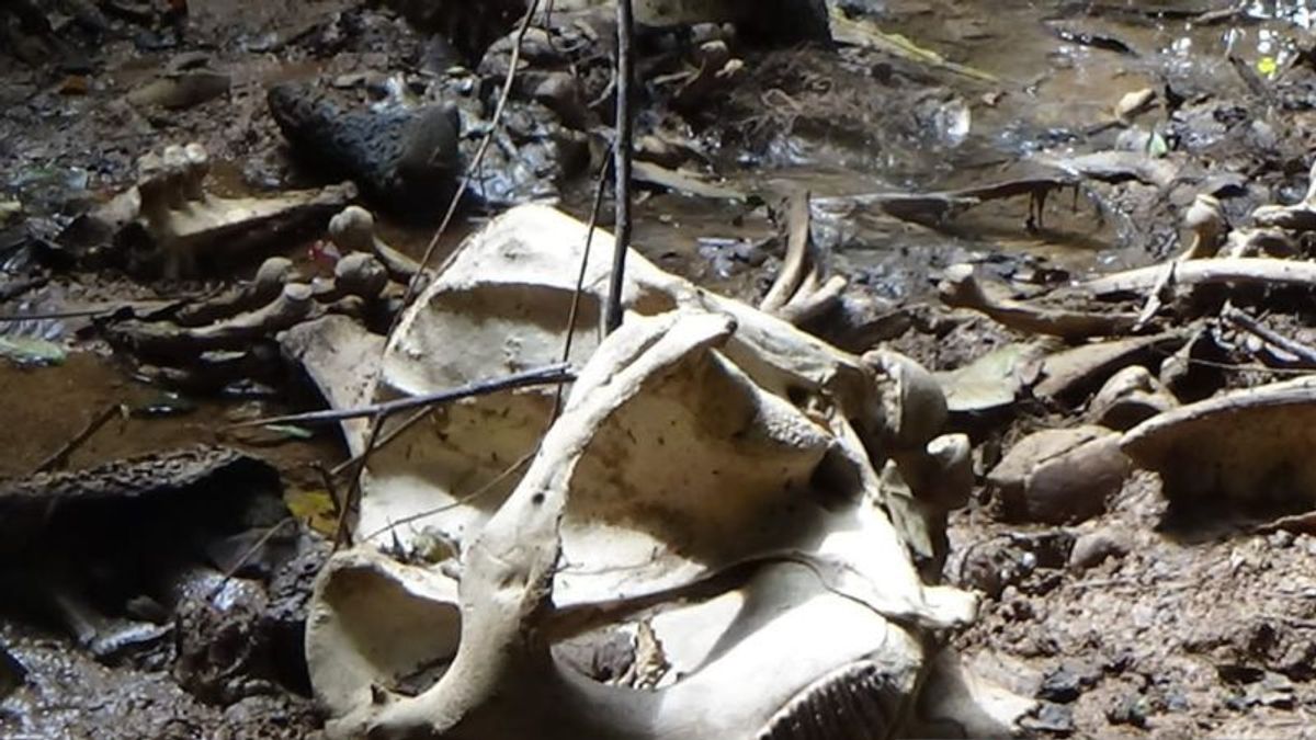 带有GPS项圈的苏门答腊大象骨架 在明古鲁大麻水林中发现