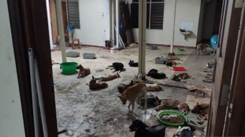 سولو - أعدت حكومة مدينة سولو تعميما يحظر بيع لحوم الكلاب ، لكنها لم تتمكن من اتخاذ إجراءات
