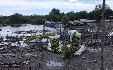 Joe Biden Prediksi Jakarta Tenggelam 10 Tahun Lagi, Bisakah Dicegah dengan Mangrove?