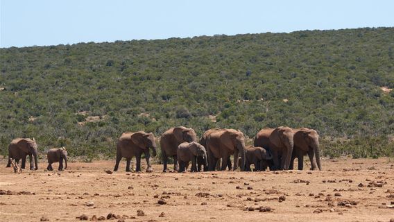 153 Elephants Mysterious Death Raises Issue Against Wildlife Extinction In Botswana