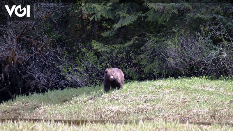 Husband And Wife And Pet Dog Killed By Bear Attack In Canadian Banff ...