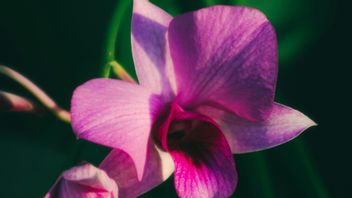 كوارنطين كالسيلي يعرقل 407 بذور أوركيد وأغلاونيميا غير قانونية من سورابايا في ميناء تريسكايتي