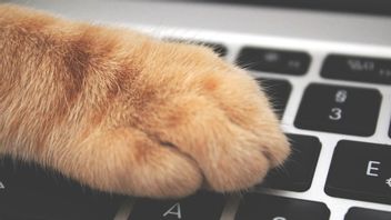 Why Do Cats Like To Burrow Into Laptops? According To Experts: To Get Attention