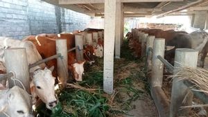 Berita Bantul: Kasus PMK Pada Hewan Ternak di Bantul Capai 2.500 Ekor