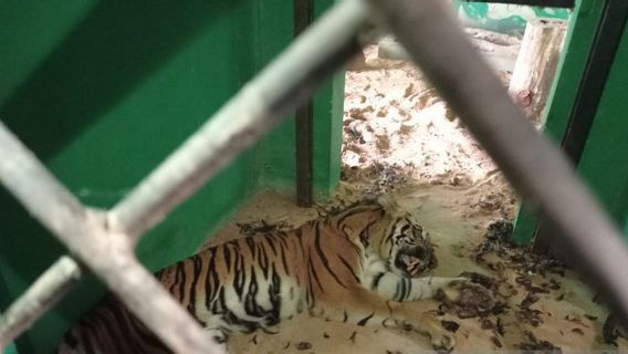 Harimau Sumatra yang Direhabilitasi di BKSDA Jambi Mati