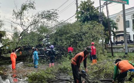 Hujan dan Angin Kencang Melanda Solo, Sejumlah Mobil Tertimpa Pohon Tumbang