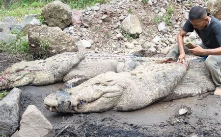 Polisi dan Tim Gabungan Kembali Sisir Lokasi Penangkaran Buaya di Cianjur yang Jebol