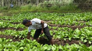 Cerita Marselus, Petani Sayur di Surga Panas Bumi Mataloko