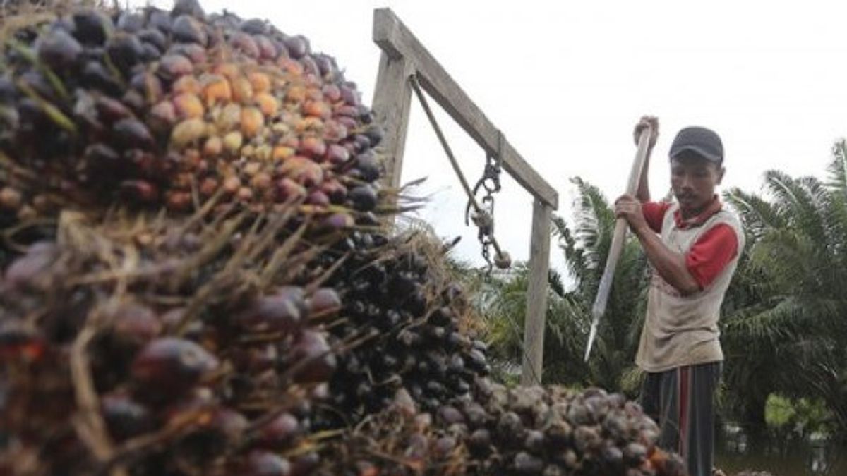 Record Highest, Palm Oil Price In Riau Reaches IDR 4,183.51 Per Kilogram