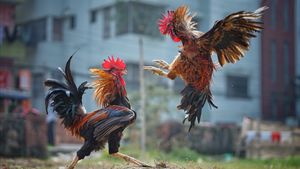Bisa Diracik Sendiri! Ini resep Herbal Rahasia Jamu Ayam Aduan Kuat Napas dan Tenaga yang Gacor