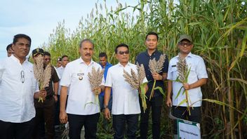 No Kidding, Moeldoko Supports The Opening Of The 400 Hektar Sorghum Land In Waingapu