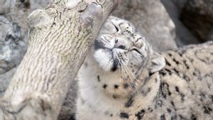 Populasi Snow Leopard di Rusia Meningkat Pesat 10 Tahun Terakhir