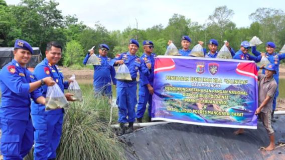 Penebaran 1500 Bibit Ikan Nila demi Mendukung Ketahanan Pangan di Manggarai Barat