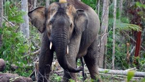 Tim BKSDA Jambi Sukses Radio Tracking Gajah Sumatera