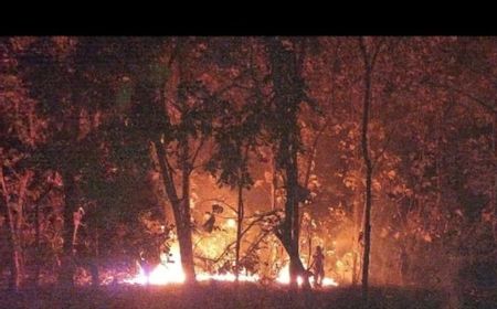 Hutan Jati di Taman Nasional Baluran Situbondo Terbakar