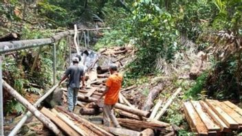شرطة الغابات تطارد مرتكبي قطع الأشجار غير القانوني في جبل لينغكواس بنتان