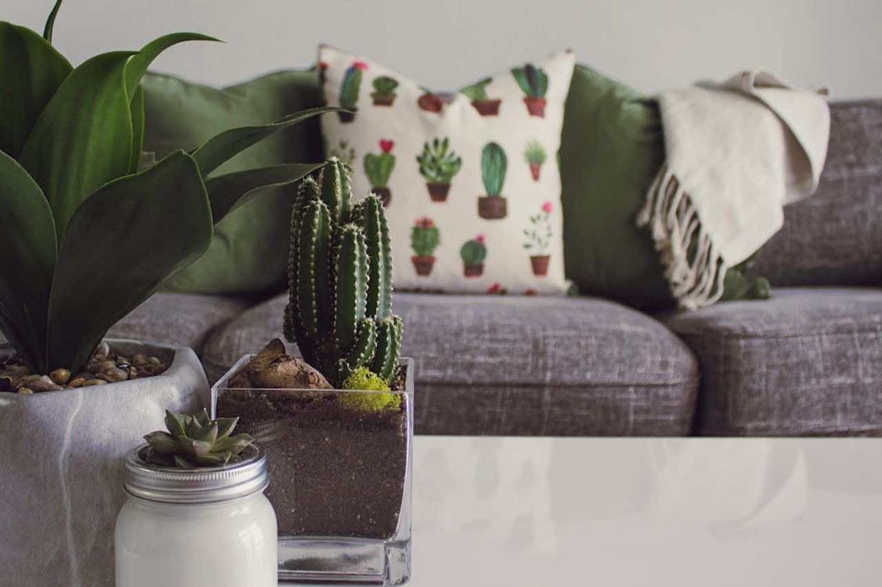 邸宅を美しくするための部屋の10の小さな観賞用植物