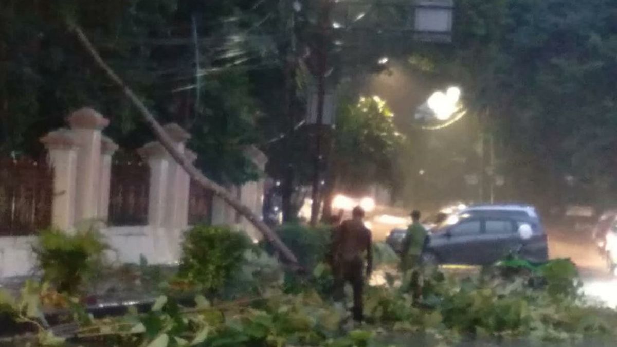 أمطار الأمس ورياح قوية، انهارت 9 أشجار في وسط جاكرتا فوق المركبات