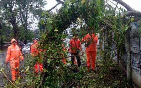 Antisipasi Jatuh Korban Akibat Pohon Tumbang, Pemkot Jaktim Minta Petugas Sudin Tamhut Rutin Pemangkasan