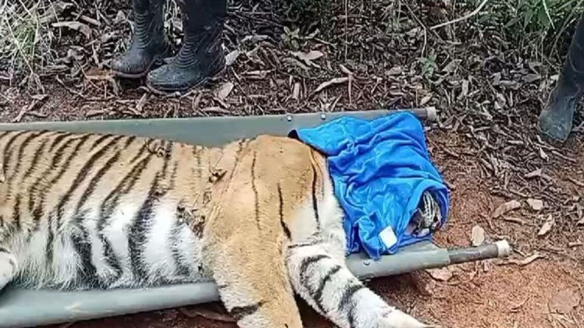 Penggarap Lahan di TNBBS Lampung Barat Tewas Diduga Diterkam Harimau