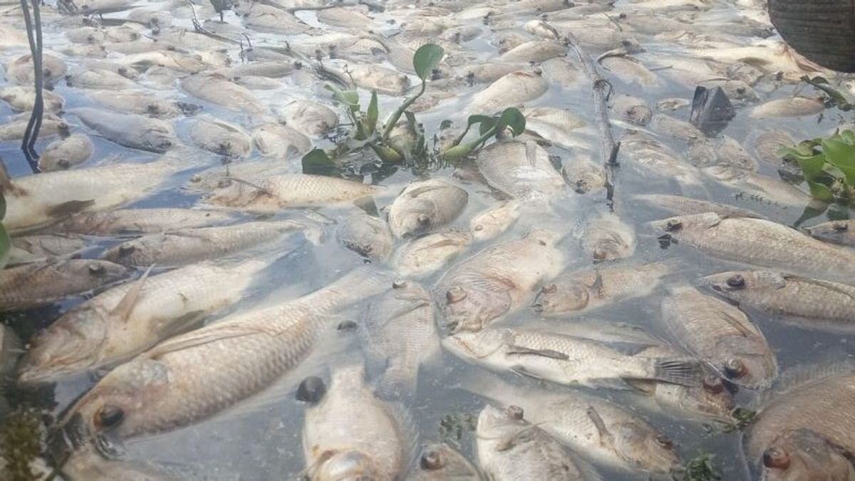 Maninjau بحيرة الأسماك مرة أخرى توفي 350 طنا ، مجموع ذلك 912 طن
