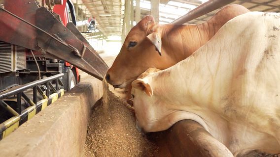 Kinerja Keuangan Terdampak Penyakit Mulut dan Kuku, Perusahaan Peternakan Widodo Makmur Terapkan Biosecurity