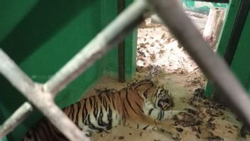 Sumatran Tiger Rehabilitated At BKSDA Jambi Dead