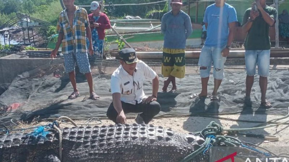 4.7 Meter Crocodile Caught Fisherman In Gorontalo, BKSDA Asked To Immediately Evacuate