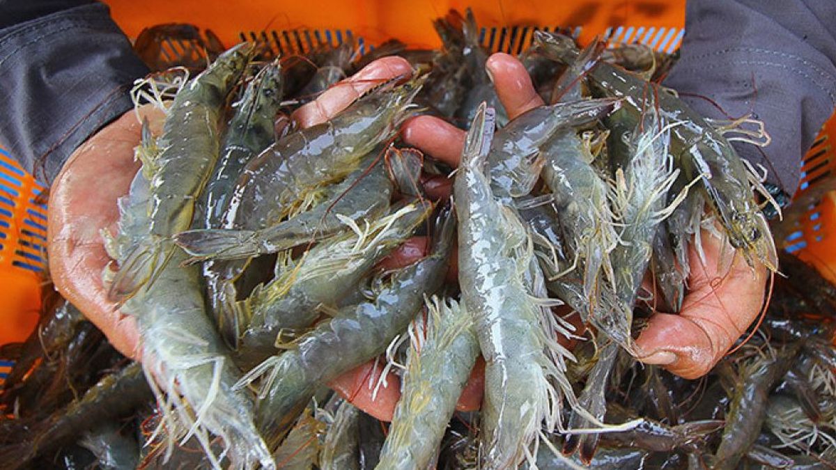 KKP Will Diversify The National Shrimp Market