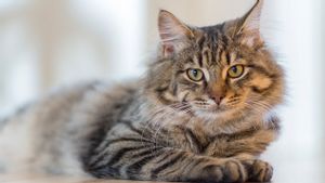Mengapa Kucing Menolak Makan? Ini Penjelasannya
