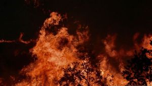 Sebanyak 4.345 Titik Kebakaran Hutan dan Lahan Terdeteksi di Kalimantan Selatan