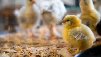 La grippe aviaire H5N2 tuerait des humains pour la première fois, avec des symptômes de fièvre, de diarrhées