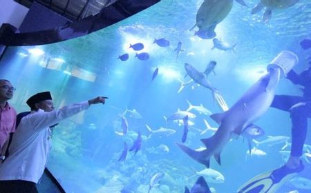 Wagub Jawa Barat Promosi Aquarium Indonesia Pangandaran: Ikannya Besar-besar