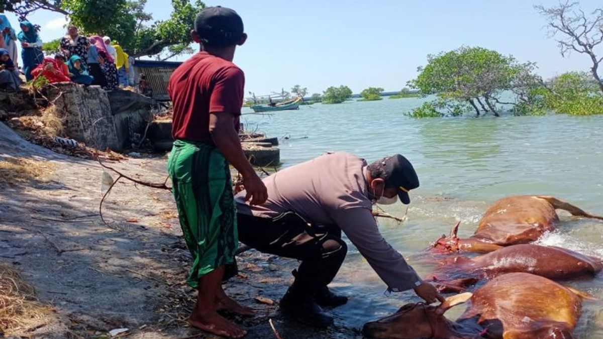 Evacuation Officers Of Dozens Of Dead Madura Cows In Camplong Sampang Beach Waters