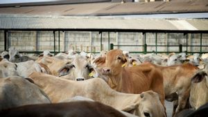 Le conseil d’administration Hubla révèle l’importance de la connectivité inter-îles pour les abris de viande