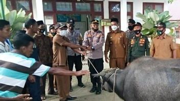 The Success Of The COVID Vaccine Up To 100 Percent, 2 Villages In Simeulue Aceh Regency Get Buffalo Prizes