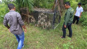 Petani Sawit di Aceh Selatan Terluka Dicakar Harimau, BKSDA Siapkan Operasi Penangkapan dengan Senjata Bius
