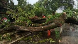 Ibu dan Anak Pengendara Mobil Tewas Tertimpa Pohon Tumbang Imbas Angin Kencang Terjang Bengkulu