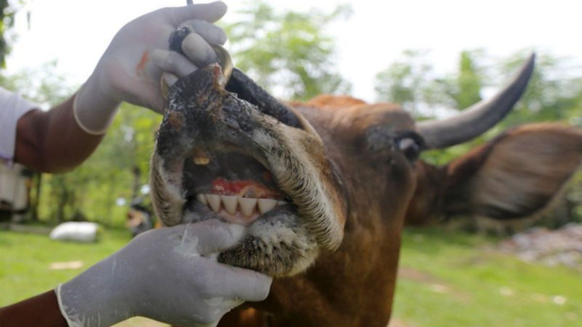 rénal pour la police d’éducation des éleveurs préventifs PMK dans le centre de Lombok
