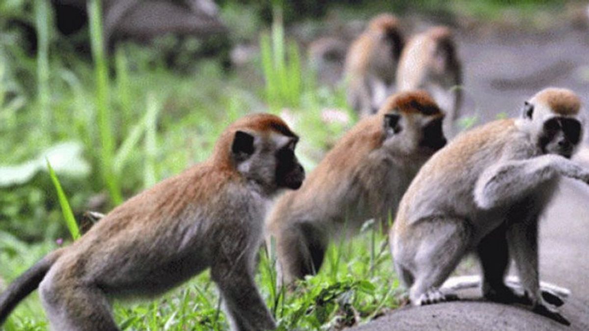تذكيرا بوضع جدري القرود كحالة طوارئ صحية عالمية ، يطلب مكتب الصحة من السكان الوقاية منه بأسلوب حياة صحي