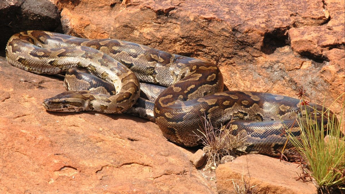 Cette femme survit après deux heures d'être poignardée par un serpent Piton