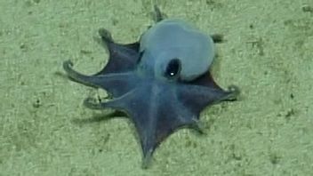 ゴルフボールサイズの青いイルカがガラパゴス海で見つかる
