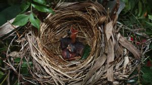 Perubahan Iklim Sebabkan Musim Semi Lebih Awal: Mengubah Kebiasaan Hewan Liar, Termasuk Musim Bertelur Burung