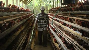 Sempat Rugi Rp2 Juta per Hari, Peternak Ayam di Malang Ungkap Kenaikan Harga Telur yang Terjadi Saat Ini 