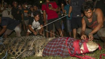 Keberadaan Buaya di Sungai Palu: Hewan Buas Tapi Sudah Jadi Bagian Kearifan Lokal