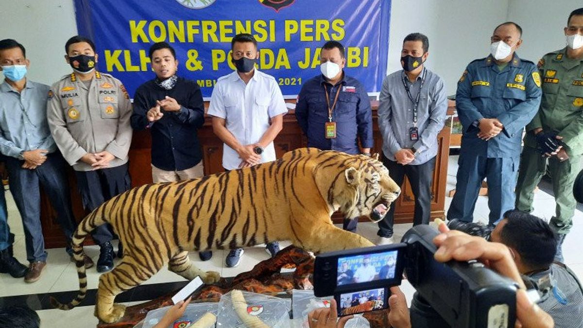 Petugas Gagalkan Penjualan Awetan Harimau dan 2 Gading Gajah di Jambi, Totalnya Mencapai Rp210 Juta 