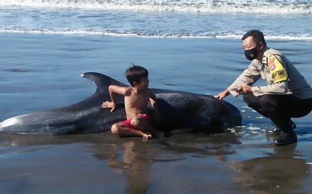 Paus Kepala Melon Terdampar di Pantai Tembles Jembrana, Petugas Berupaya Evakuasi ke Laut