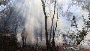 Warisan Dunia, Pulau Fraser Mulai Dijilat Api Kebakaran Hutan Australia